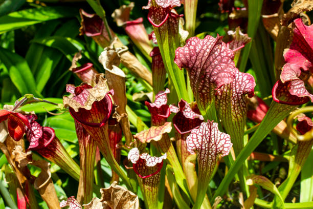 istock Close Up Tropical Pitcher Plant (Also Known As Nepenthes Alata) At A Garden. 1466159549