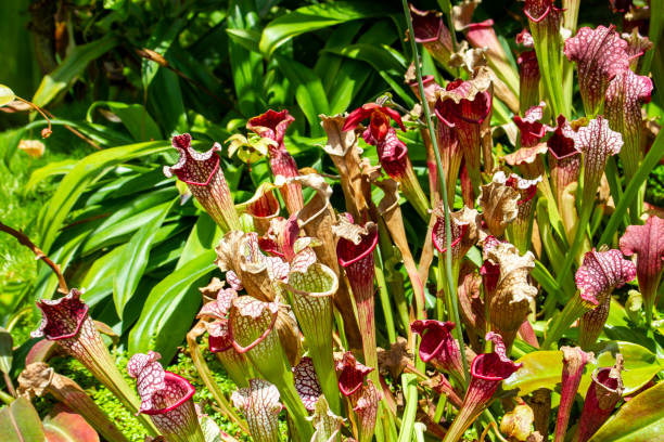 130+ Nepenthes Alata Stock Photos, Pictures & Royalty-Free Images - iStock