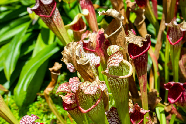 istock Close Up Tropical Pitcher Plant (Also Known As Nepenthes Alata) At A Garden. 1466159593