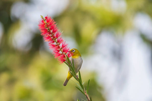 istock Oriental White-eye on a flowering tree in a green blurred background. 1466164382