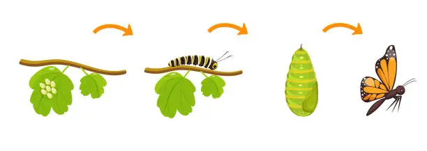 Vector illustration of Butterfly life cycle. Transformation of caterpillar from cocoon. Metamorphoses of insects in biology