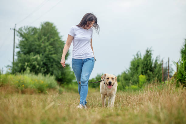 istock Young playful dog is active on the green grass. Playing pets, pet concept. 1466165534