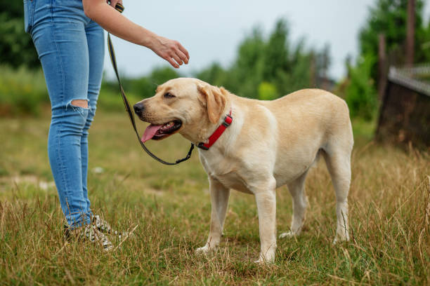 istock Young playful dog is active on the green grass. Playing pets, pet concept. 1466165538