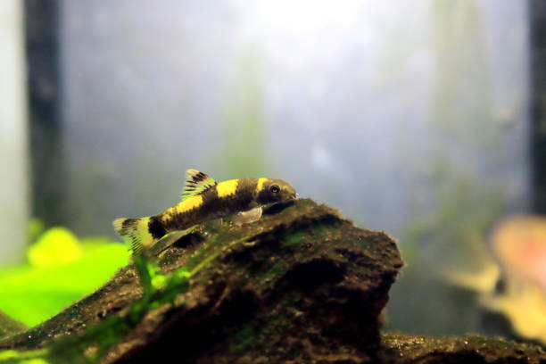 istock Panda garra freshwater fish - Garra flavatra 1466166266