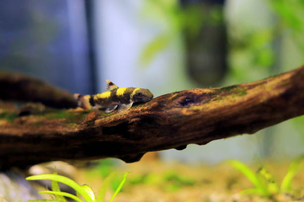 istock Panda garra freshwater fish - Garra flavatra 1466166343