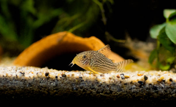 Corydoras haraldschultzi is a tropical freshwater fish belonging to the Corydoradinae stock photo