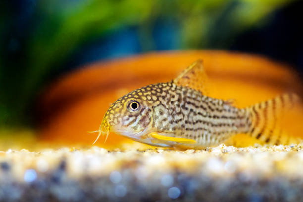 Corydoras haraldschultzi is a tropical freshwater fish belonging to the Corydoradinae Corydoras haraldschultzi is a tropical freshwater fish belonging to the Corydoradinae discus fish stock pictures, royalty-free photos & images