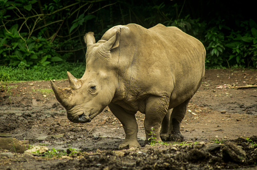 The Sumatran rhinoceros (Dicerorhinus sumatrensis), also known as the Sumatran rhino, hairy rhinoceros or Asian two-horned rhinoceros, is a rare member of the family Rhinocerotidae and one of five extant species of rhinoceros.