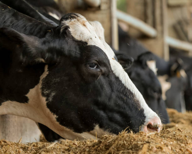 bovini da latte confinati - mammifero ungulato foto e immagini stock