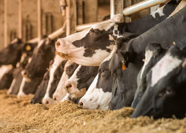 bovini da latte confinati - vacca frisona foto e immagini stock