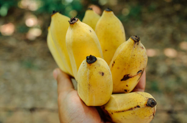 istock Thai ripe banana 1466180477