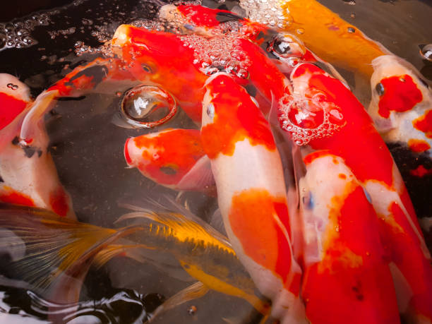 istock Japan Koi Carp in Koi Pond 1466185751