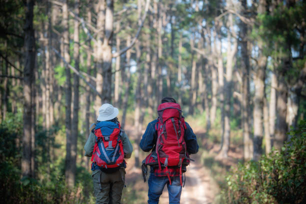 istock Hiking Couple backpacker in the pine forest. 1466188185