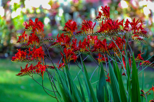 istock Crocosmia Lucifer plant 1466190460
