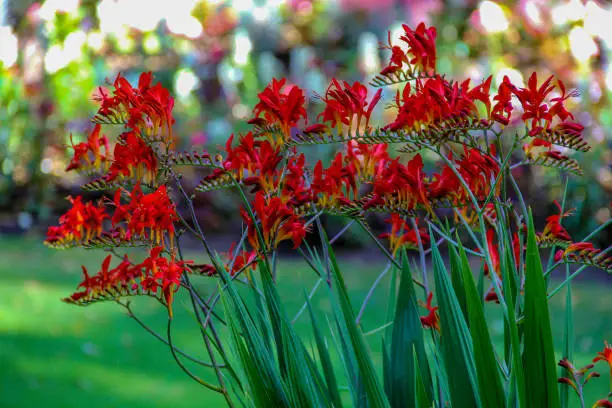 Crocosmia Lucifer plant with its broad and sword-like leaves giving way to beautiful blossom