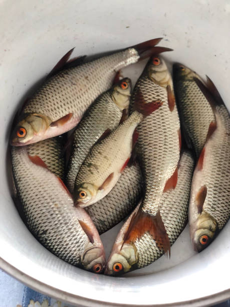 istock Freshly caught common roach fishes 1466193914