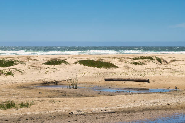 istock Small Sand Dunes and a Log by the Pacific Ocean 1466194298