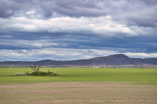 istock The Incredible Ecosystem of Lower Klamath Nature Preserve 1466194514