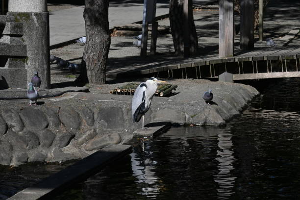 istock A gray heron standing by the waterside. 1466199144