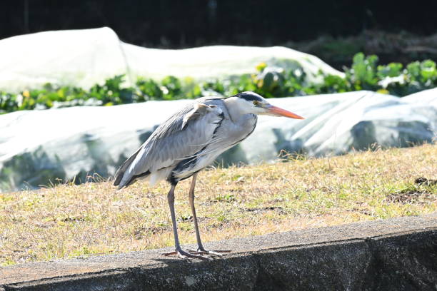 istock A gray heron standing by the waterside. 1466199698