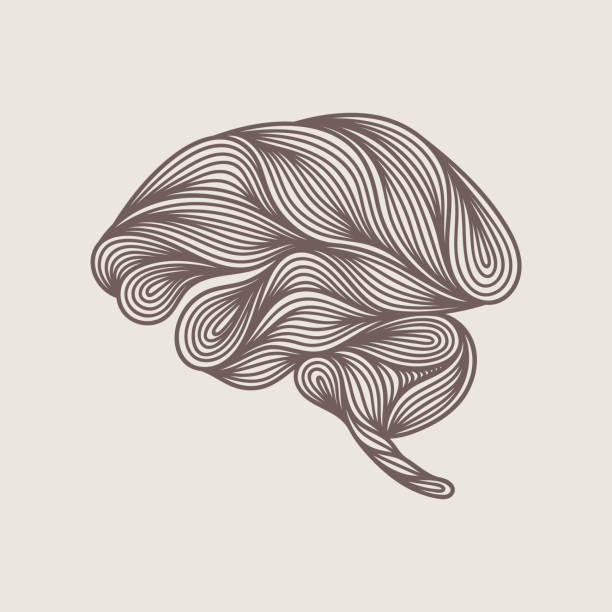Abstract human brain doodle An abstract, artistic depiction of a human brain. EPS10 vector illustration, global colors, easy to modify. cortex stock illustrations