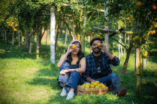 Smiling Asian woman and farmer picking organic oranges together Happy family farm owner harvesting ripe oranges in orange orchard agricultural product industry concept