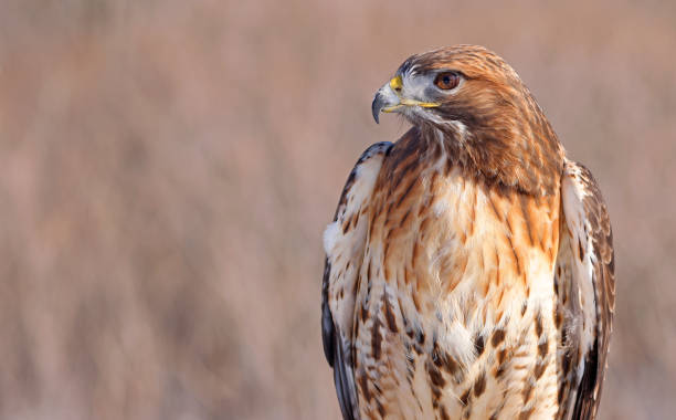 istock Red-tailed Hawk portrait wit brown background, Quebec 1466206990