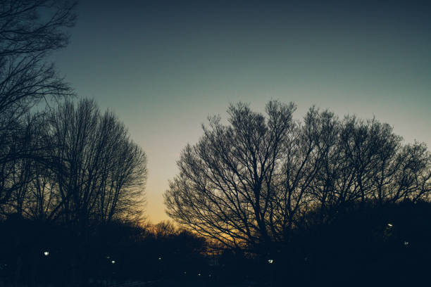 силуэты деревьев в вечернем небе. - fractal clear sky tree sky �стоковые фото и изображения