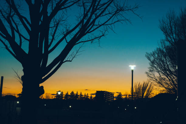 silhouettes of trees in the evening sky. - fractal clear sky tree sky imagens e fotografias de stock