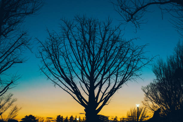 silhouettes of trees in the evening sky. - fractal clear sky tree sky imagens e fotografias de stock