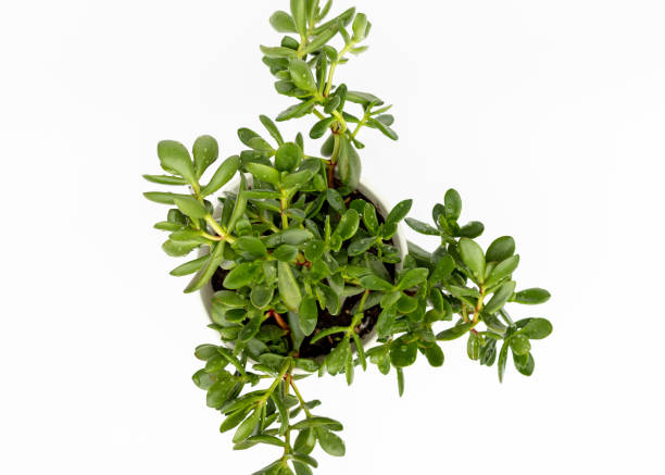 istock Crassula beautiful succulent high angle view isolated on white background 1466208633