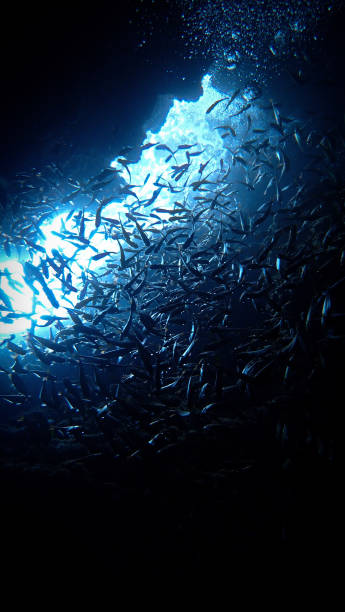 istock Shoal of fish in rays of sunlight inside a cave 1466208677
