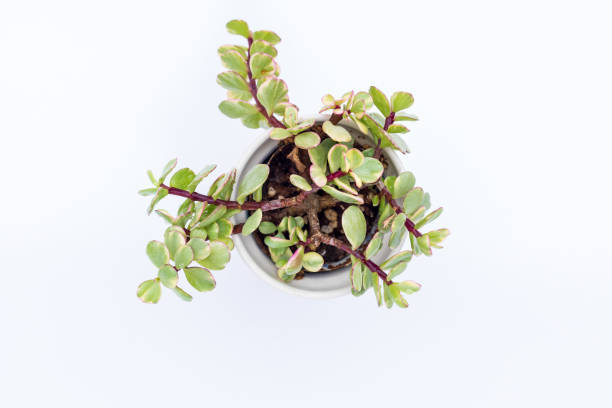 istock Portulacaria afra Variegata rainbow bush high angle view isolated on white background 1466209482