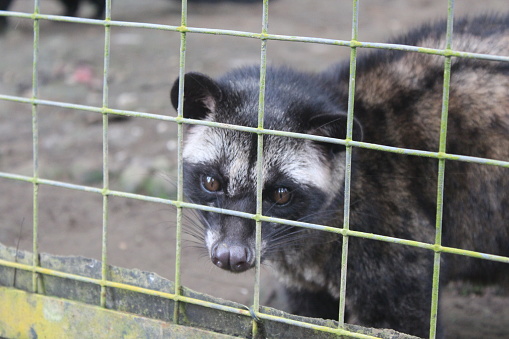 portrait of Weasel in zoo cage