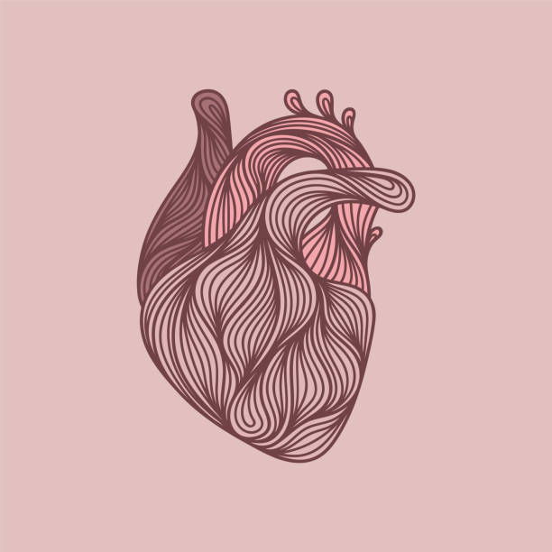 Abstract human heart drawing An abstract, artistic depiction of a human heart. EPS10 vector illustration, global colors, easy to modify. human heart sketch stock illustrations