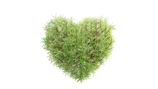 Heart shaped tree isolated. with clipping path.  3D Render.