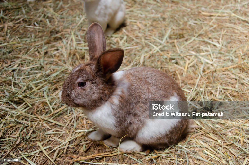 Farm Rabbit Brown Brown Rabbit On The Grass Farm Rabbit Easter Bunny Stock Photo ...