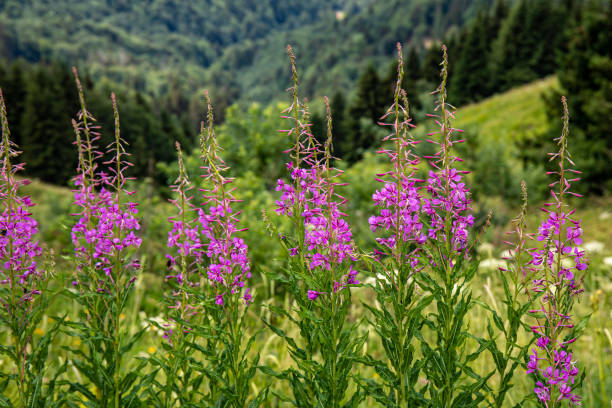 flowers captured in Bohinj valley Slovenia