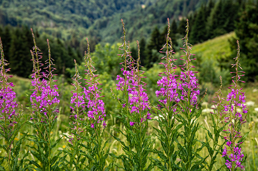 Cleome spinosa flower field blooms brilliantly in eco-tourism area. Flowers are used to decorate corridors, garden spaces and create fresh air for the environment