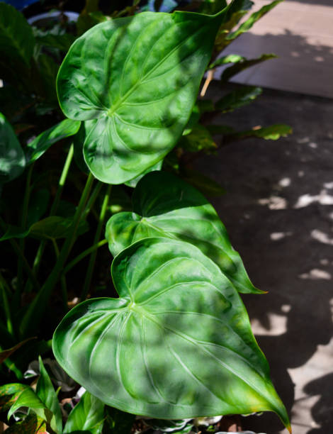 istock alocasia cucullata 1466217602