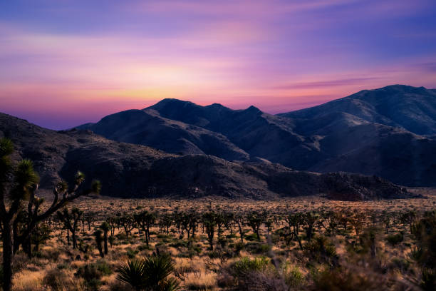 夕暮れの風景�にジョシュアの木があるロードトリップからの眺め。米国カリフォルニア州 - desert road road highway california ストックフォトと画像