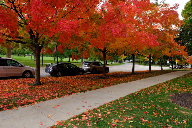 istock A pathway though a brunch of trees in autumn 1466227003