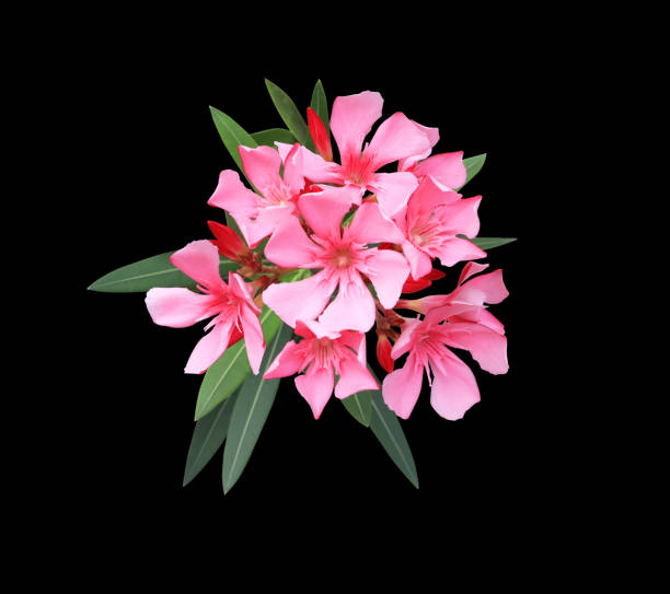 Oleander or Sweet Oleander or Rose Bay flowers. Close up pink flowers bouquet isolated on black background.