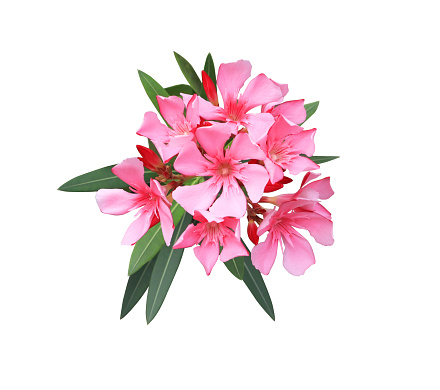 Oleander or Sweet Oleander or Rose Bay flowers. Close up pink flowers bouquet isolated on white background.