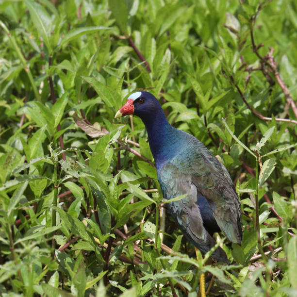 istock Purple Gallinule (porphrio marinicus) walking through the thick grass 1466227311