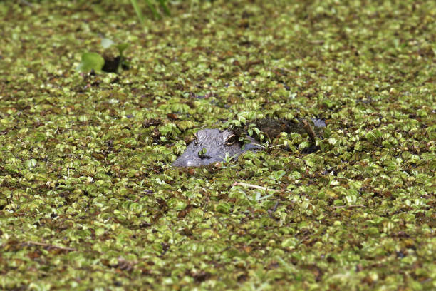 istock American Alligator (alligator mississippiensis) in a pond covered with aquatic plants 1466227312