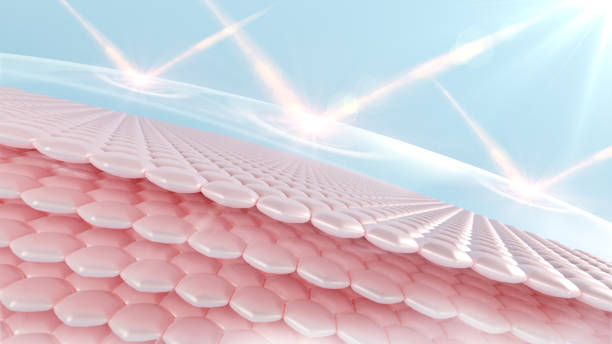 istock 3D rendering of a UV-protected skin cell 1466229516