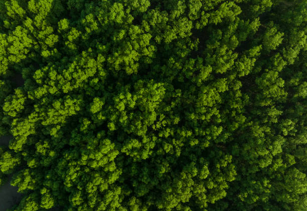 Free Stock Photo of Aerial view of a forest of trees | Download Free ...