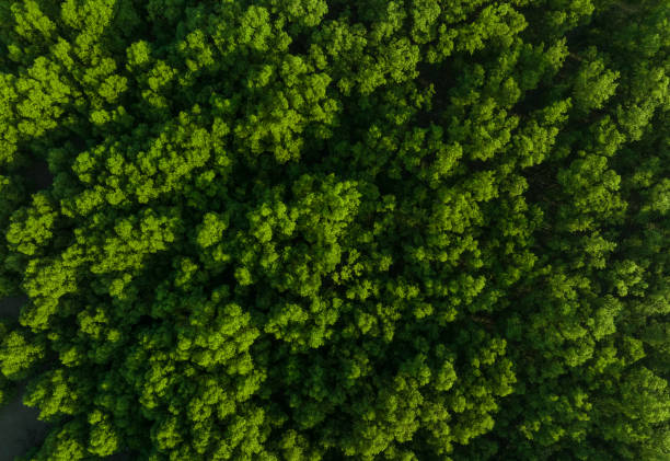 Aerial top view of mangrove forest. Drone view of dense green mangrove trees captures CO2. Green trees background for carbon neutrality and net zero emissions concept. Sustainable green environment. stock photo
