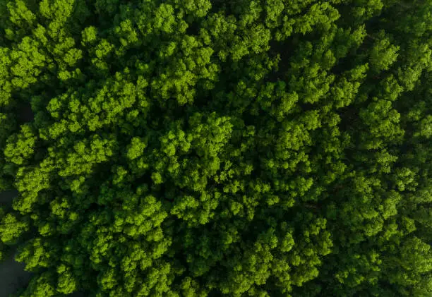 Photo of Aerial top view of mangrove forest. Drone view of dense green mangrove trees captures CO2. Green trees background for carbon neutrality and net zero emissions concept. Sustainable green environment.